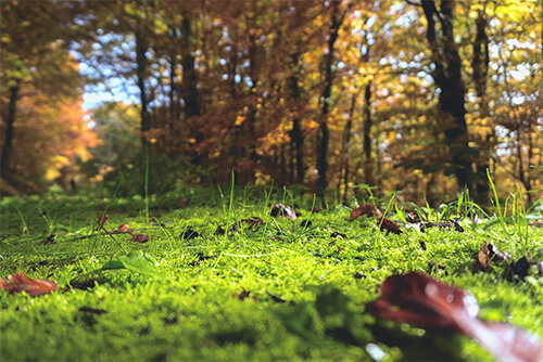 Qigong und die Kraft der Natur