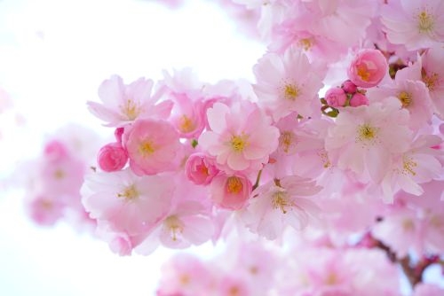 Geschmeidig und kraftvoll in den Frühling - Geschmeidig und kraftvoll in den Frühling - Qigong der 4 Jahreszeiten