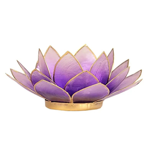 Lotuslicht Violett / wei mit goldfarbigem Rand
