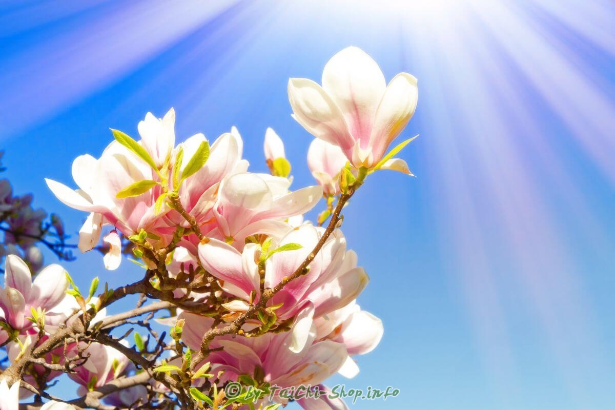 Qi Gong der Vier Jahreszeiten - bewegte Form - Frühling