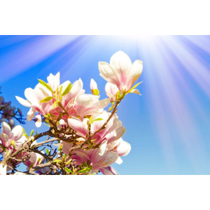 Qi Gong der Vier Jahreszeiten - bewegte Form - Frhling