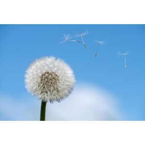 Qi Gong der Vier Jahreszeiten - bewegte Form - Sommer