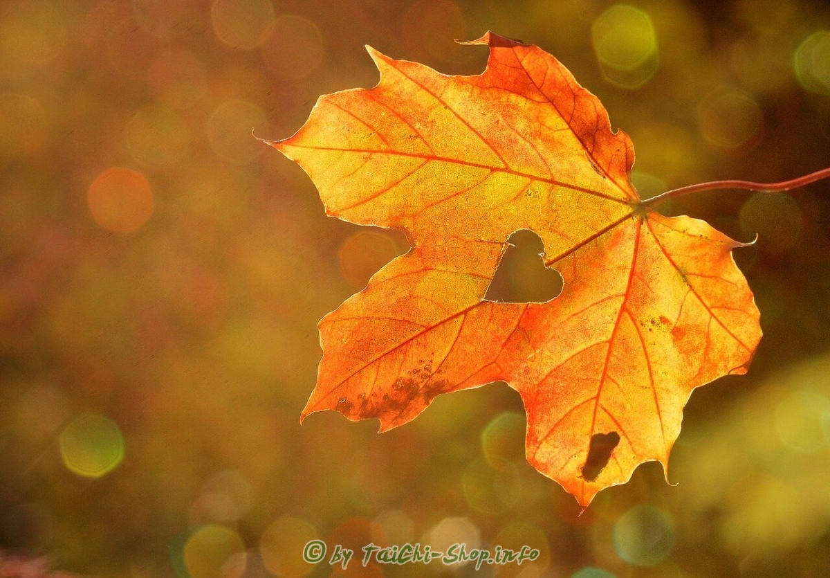 Qi Gong der Vier Jahreszeiten - bewegte Form - Herbst