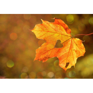 Qi Gong der Vier Jahreszeiten - bewegte Form - Herbst