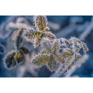 Qi Gong der Vier Jahreszeiten - bewegte Form - Winter