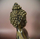 Buddhastatue Indien Schutzgeste 27cm