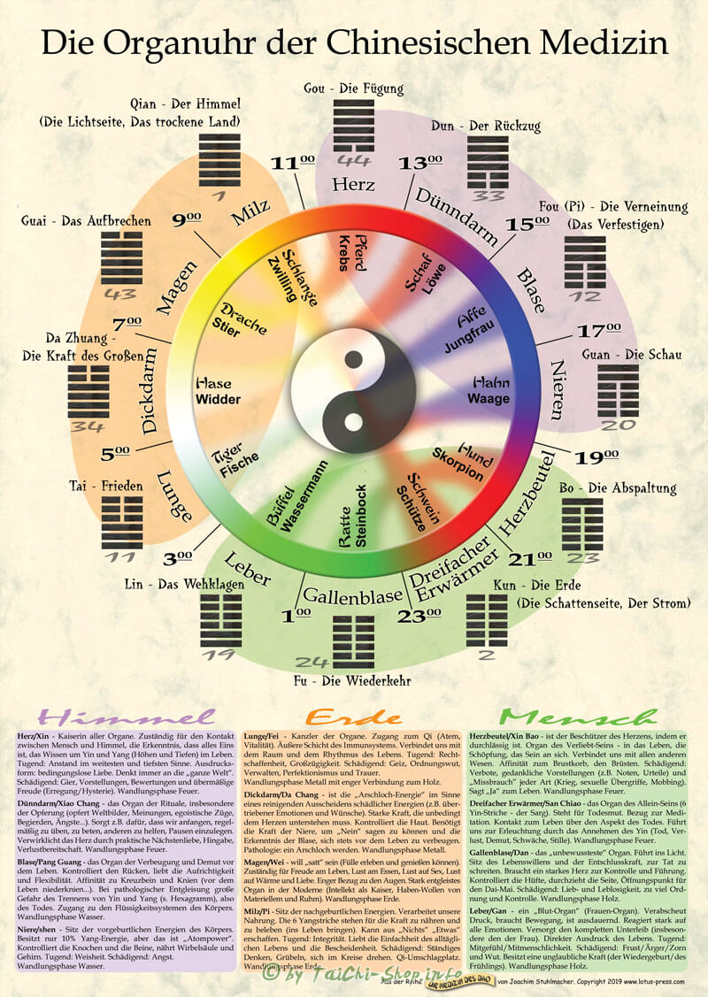 Poster Die Organuhr der Chinesischen Medizin